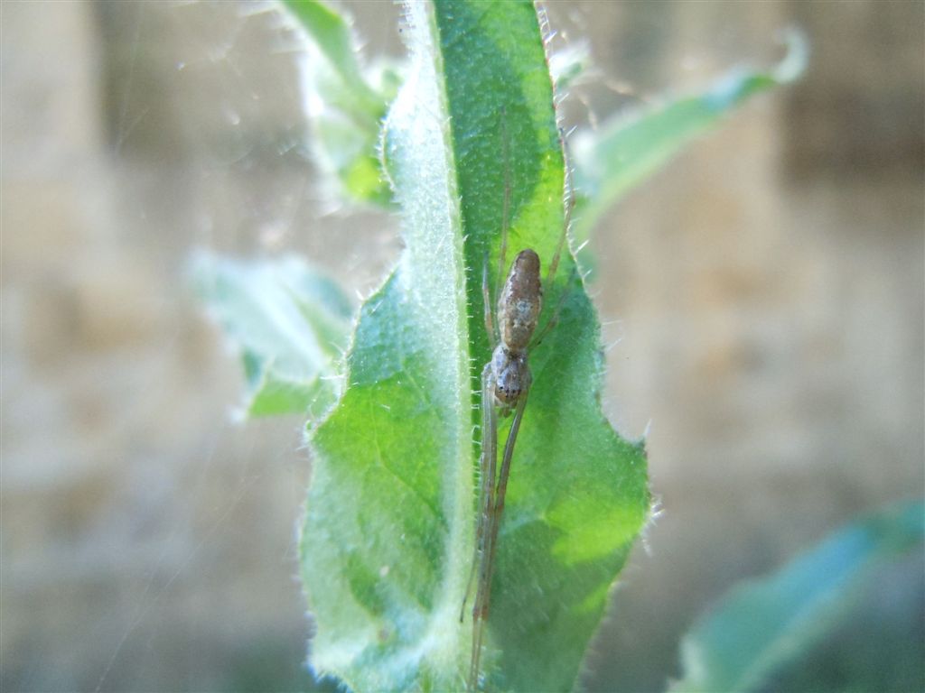 Tetragnatha sp.  - Agnano (NA)